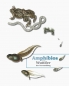 Mobile Preview: Cover Amphibios - vom Wunder der Verwandlung