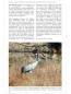 Preview: Chronik 50 Jahre Seite 60 Schweinepest Kraniche Laußnitzer Heide