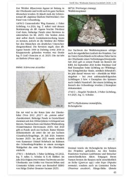 Entomofaunistische Untersuchungen im Gebiet Weiße Berge und Ochsenberg bei Kamenz (Westlausitz)