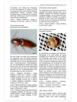 Entomofaunistische Untersuchungen im Gebiet Weiße Berge und Ochsenberg bei Kamenz (Westlausitz)